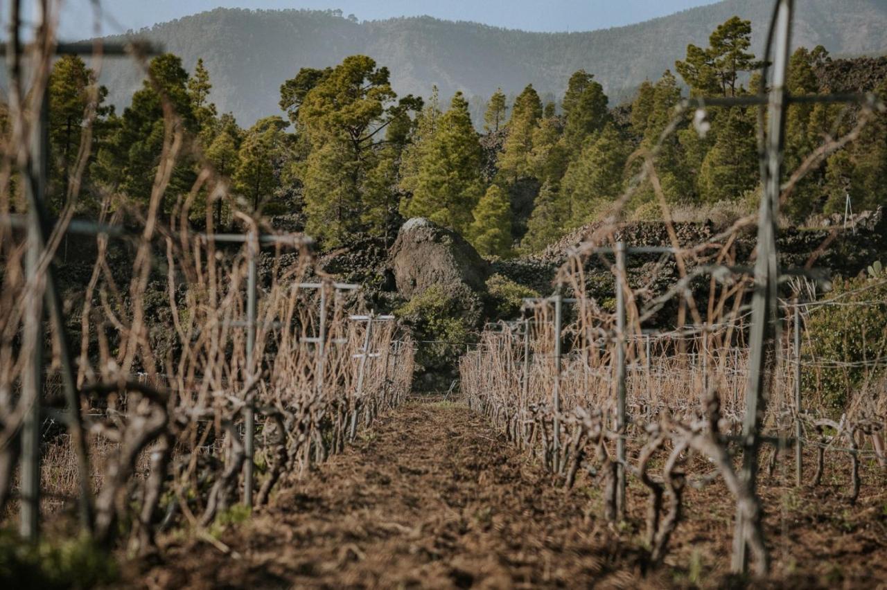 Finca Ecologica Ferrera. Alojamiento Rural. Arafo Exteriér fotografie